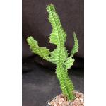 Euphorbia bougheyi variegate 5-inch pots