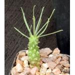 Euphorbia brakdamensis 2-inch pots