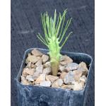Euphorbia brakdamensis 2-inch pots