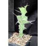 Euphorbia breviarticulata 5-inch pots