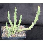 Euphorbia brevitorta 5-inch pots