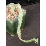 Euphorbia buruana 4-inch pots