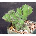 Euphorbia bussei var. kibwezensis (crest) 4-inch pots