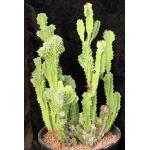 Euphorbia bussei var. kibwezensis (crest) 3-gallon pots