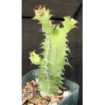 Euphorbia cactus 4-inch pots