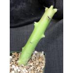 Euphorbia caducifolia 5-inch pots