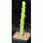 Euphorbia caducifolia one-gallon pots