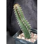 Euphorbia canariensis 5-inch pots