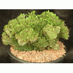 Euphorbia candelabrum (crest) 2-gallon pots