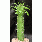 Euphorbia candelabrum one-gallon pots