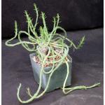 Euphorbia caput-medusae 5-inch pots