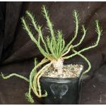 Euphorbia caput-medusae one-gallon pots