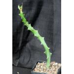 Euphorbia cattimandoo 5-inch pots