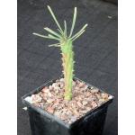 Euphorbia clandestina 5-inch pots