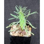 Euphorbia clandestina 2-inch pots