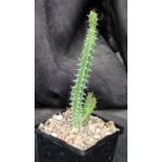 Euphorbia classenii 5-inch pots