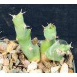 Euphorbia clivicola 3-inch pots