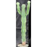 Euphorbia cooperi var. cooperi one-gallon pots