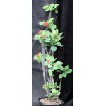 Euphorbia cremersii x milii one-gallon pots