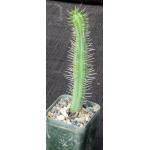 Euphorbia cumulata 2-inch pots