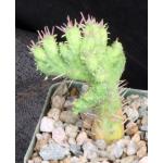 Euphorbia cumulata crest 4-inch pots