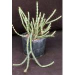 Euphorbia cuprispina 5-inch pots