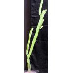 Euphorbia cussoniodes 2-gallon pots