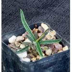 Euphorbia cylindrifolia ssp. tuberifera 2-inch pots