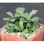 Euphorbia decaryi var. decaryi 4-inch pots