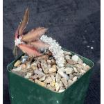 Euphorbia decaryi (special clone) 4-inch pots