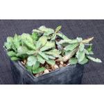 Euphorbia decaryi var. decaryi 5-inch pots