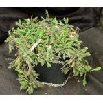 Euphorbia decaryi var. decaryi one-gallon pots