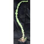 Euphorbia dekindtii 5-inch pots