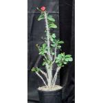 Euphorbia delphinensis 2-gallon pots
