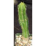 Euphorbia echinus 4-inch pots