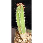 Euphorbia echinus 4-inch pots
