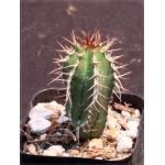 Euphorbia echinus 2-inchpots