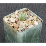 Euphorbia echinus 2-inch pots