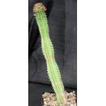 Euphorbia echinus 5-inch pots