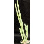 Euphorbia elegantissima 5-inch pots