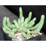 Euphorbia esculenta 5-inch pots