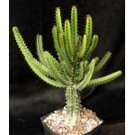 Euphorbia evansii one-gallon pots
