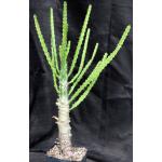 Euphorbia evansii one-gallon pots