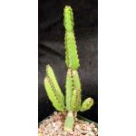 Euphorbia excelsa 5-inch pots