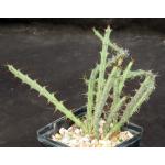 Euphorbia eyassiana 5-inch pots