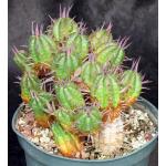 Euphorbia ferox 6-inch pots