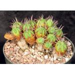Euphorbia ferox 8-inch pots