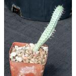 Euphorbia fimbriata variegate 3-inch pots