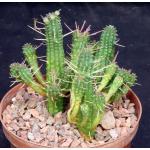 Euphorbia fimbriata 6-inch pots