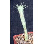 Euphorbia fimbriata variegate 4-inch pots